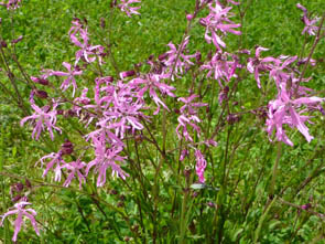 Lychnis flos-cuculi